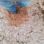 Fora do comum: Granizo atinge cafezais no Sul de MG e acarreta fortes prejuízos para safra/26 liberdade alpinopolis 9 inl6p - Fora do comum: Granizo atinge cafezais no Sul de MG e acarreta fortes prejuízos para safra/26