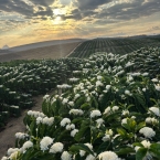 município de Vila ValérioES (1)