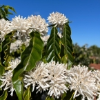 município de Vila ValérioES (1)