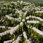 município de Vila ValérioES (2)