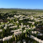 município de Vila ValérioES (3)