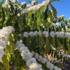 município de Vila ValérioES (4)