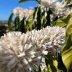 município de Vila ValérioES (5)