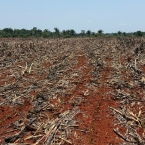 Plantio em Confresa-MT - Outubro 2026 (1)