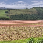 Plantio parado Paraná - Outubro 2026 (8)