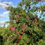 produção Tiago - Campos dos Vertentes MG (2)