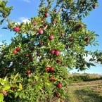produção Tiago - Campos dos Vertentes MG (3)