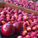 produção Zanette - Serra Gaucha (1)