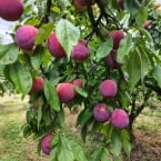 produção Zanette - Serra Gaucha (2)