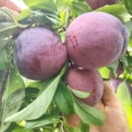 produção Zanette - Serra Gaucha (3)