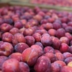 produção Zanette - Serra Gaucha (4)