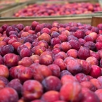 produção Zanette - Serra Gaucha (5)