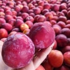 produção Zanette - Serra Gaucha (6)