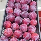 produção Zanette - Serra Gaucha (7)