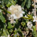 São Pedro da União (1)