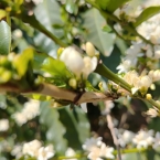 São Pedro da União (2)