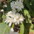 São Pedro da União (3)