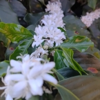 São Pedro da União (4)