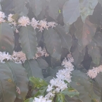 São Pedro da União (5)