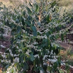 São Pedro da União (7)