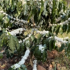 Sitio Manacá Serra NegraSP (1)