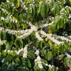 Sitio Manacá Serra NegraSP (2)