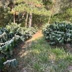 Sitio Manacá Serra NegraSP (3)