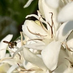 Sitio Manacá Serra NegraSP (4)