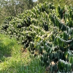 Sitio Manacá Serra NegraSP (5)