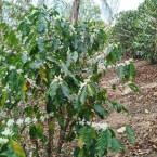 Sitio São José da Laje de Pedra Serra NegraSP (2)