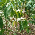 Sitio São José da Laje de Pedra Serra NegraSP (3)