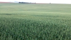 trigo-2