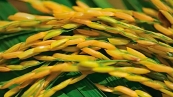 Arroz 16:9