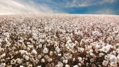 algodão 1