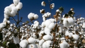 algodão