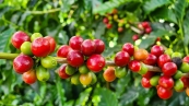 Café - Diego Vargas