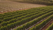 DJI_0203 (1)