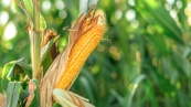 ear-of-corn-in-the-field-2021-08-29-04-28-55-utc