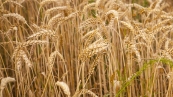 field-of-wheat-ready-to-be-harvested-2026-01-11-09-55-31-utc