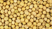 Grãos de soja
