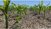 lavoura milho argentina safra 21-22