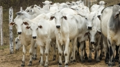 livestock-nelore-cattle-jacarau-paraiba-brazil