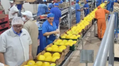 melão exportação