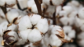 plantacao-de-semente-de-algodao