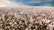 Plantio-de-algodao.-dicas-essenciais-para-potencializar-a-lavoura