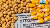 Soja e Milho USDA