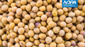 Soja NOPA