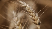 Trigo - Foto Envato (8)