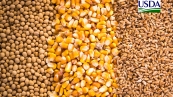 USDA Soja milho trigo