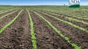 USDA Soja Plantio